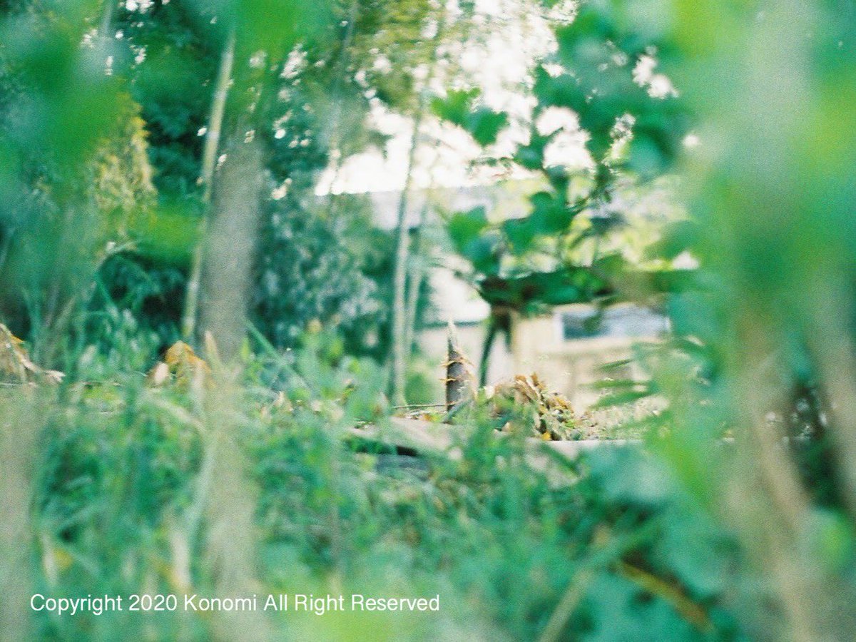 lotuskonomi's tweet photo. #film #pellix #Canon #Kodak
#これを見た人は緑色の画像を貼れ https://t.co/waBpazdlcb