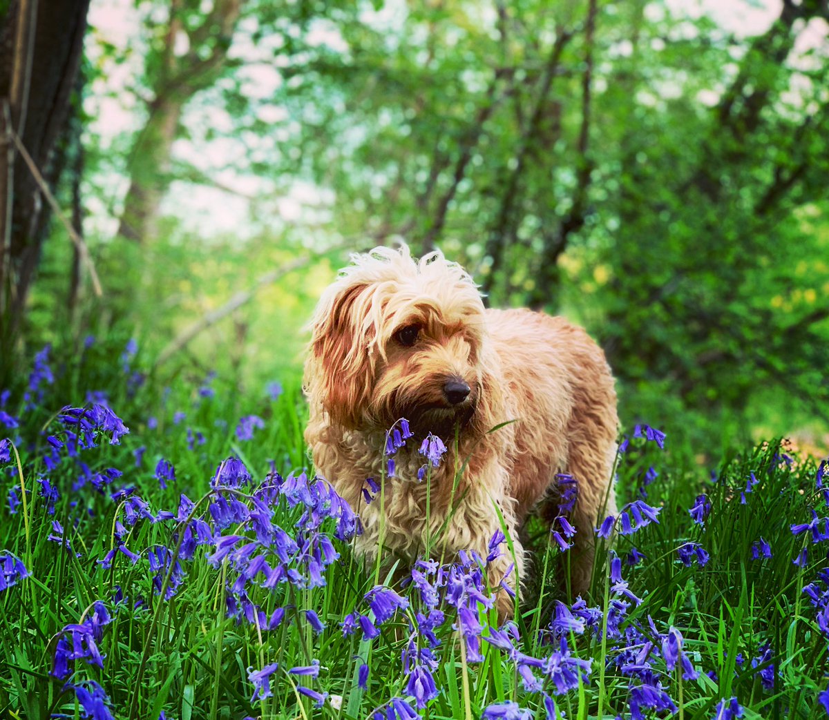 Nickking's tweet image. Good Morning

Happy Monday
#COVID19 update for J. High fever overnight.

Last day of hols for children, so a day spent setting up IT for online lessons starting tomorrow.

Resilience calls for me.

Cheery photo? Horace. Sniffing bluebells. Or possibly eating them.
#notverybright
