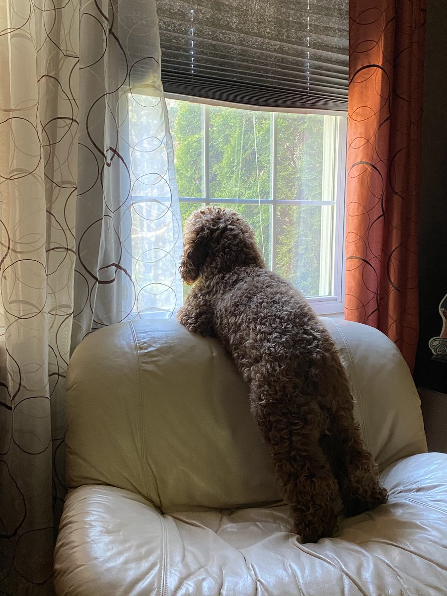 will_well_ami's tweet photo. @gooddaydc Someone can’t wait for the Stay-At-Home order to be over! 😂😝😬😜🤣😆 https://t.co/fjfphZ6NbX