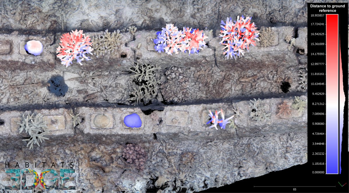MarcoPalma12's tweet photo. An example of #pointcloud analysis for calculating #corals #morphometries on #artificialreef at the Pom Pom Island. A @HabitatsE collaboration with Tropical Research and Conservation Centre (TRACC). 

#conservation #photgrammetry #monitoring
#sfm #restoration #scubadiving https://t.co/Uc4hOsJHEt