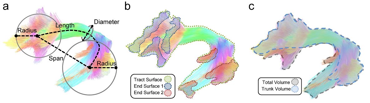 FangChengYeh's tweet photo. Are there any analysis available for tractography itself? Here's a list of metrics beyond just length and volume: span, diameter, radius of the innervation regions, track surface area, end surface area, trunk volume. https://t.co/eY5ZPx4kwi