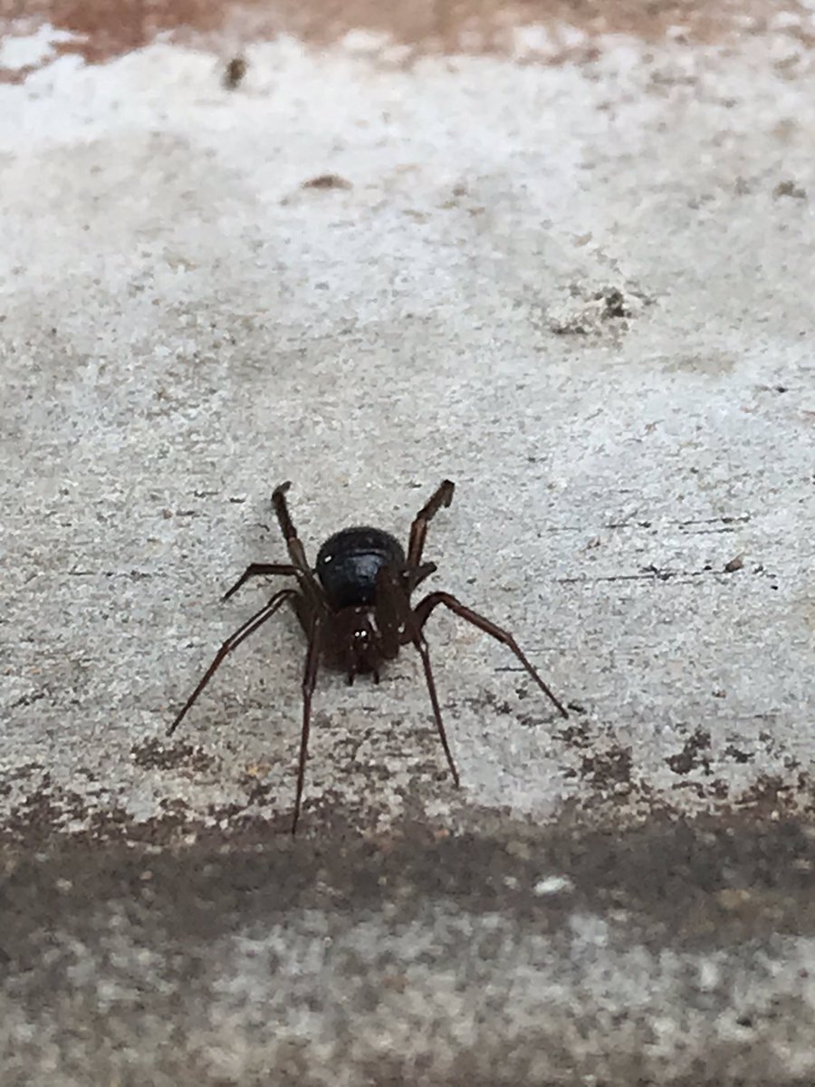 alexcovelli's tweet photo. @Arachno_Cosas hola,será esta amiga de IM ?
Te escribo Desde coyoacan .
Saludos! https://t.co/crl7JD1unG