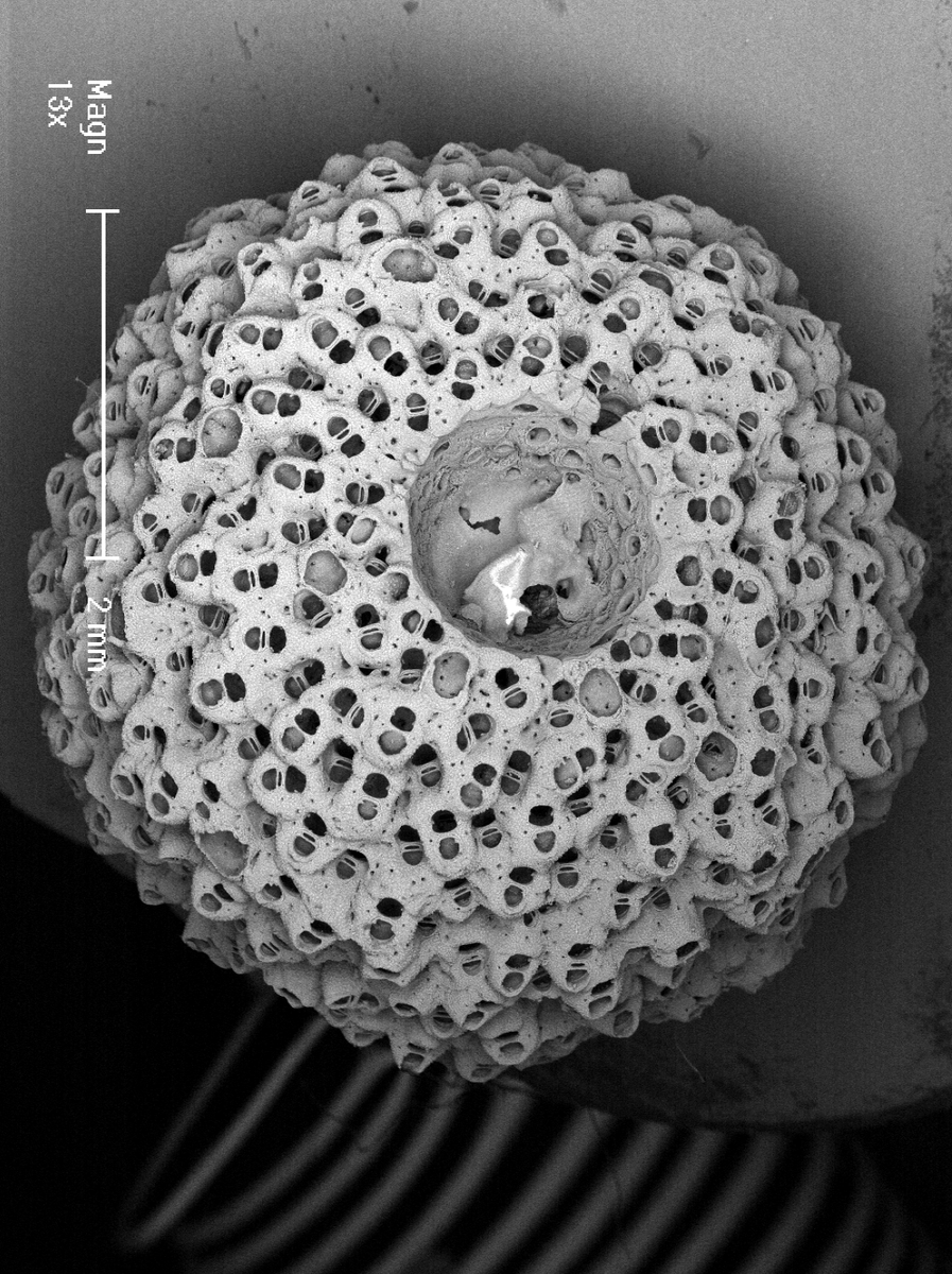 Phylactella's tweet photo. @Yara_Haridy Sphaeropora bryozoan #RowndAnimals https://t.co/wjNs6xreO0