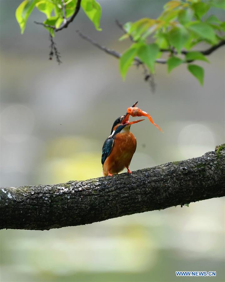 XHTanhoaxa's tweet photo. Ảnh chim bói cá tại công viên ở Phúc Kiến, Trung Quốc
Hình ảnh vô cùng sinh động về một chú chim bói cá cùng một con cá kẹp giữa mỏ tại công viên Xihu ở Phúc Châu, tỉnh Phúc Kiến phía đông nam Trung Quốc. https://t.co/1qAGvRVBum