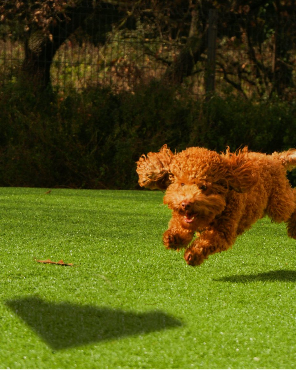 kitedrone's tweet photo. Look at this happy little guy!!? Wonder what he seams to be chasing? 🤔🤣
#dogs #dogpics #kites #kitepics #kitedrone #kiteflying #kids #fun #familyfun #toys #puppies #puppypics #crazydogs #fundogs #thingstodo https://t.co/8QfnoWvrQZ