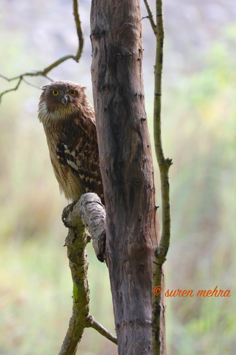 surenmehra's tweet photo. #StayHomeStaySafe ...
Somewhere in Wild..
#BirdsofCorbett
@Saket_Badola @drqayumiitk @susantananda3 @rameshpandeyifs
@ntca_india https://t.co/k5AYUJ2CeQ