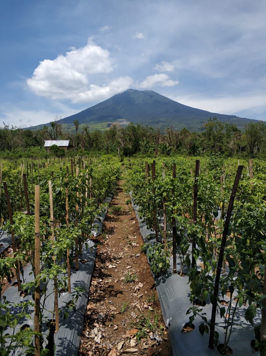 1. PETANI TETAP TEGAR : ,, krismon 1998 petani tetap tegar, krisis corona petani jg tetap tegar, triliunan pemerintah sipkan dana itu unt org kota ,, petani bgm ? Ya tetap kerja di kebun dan sawah ,?