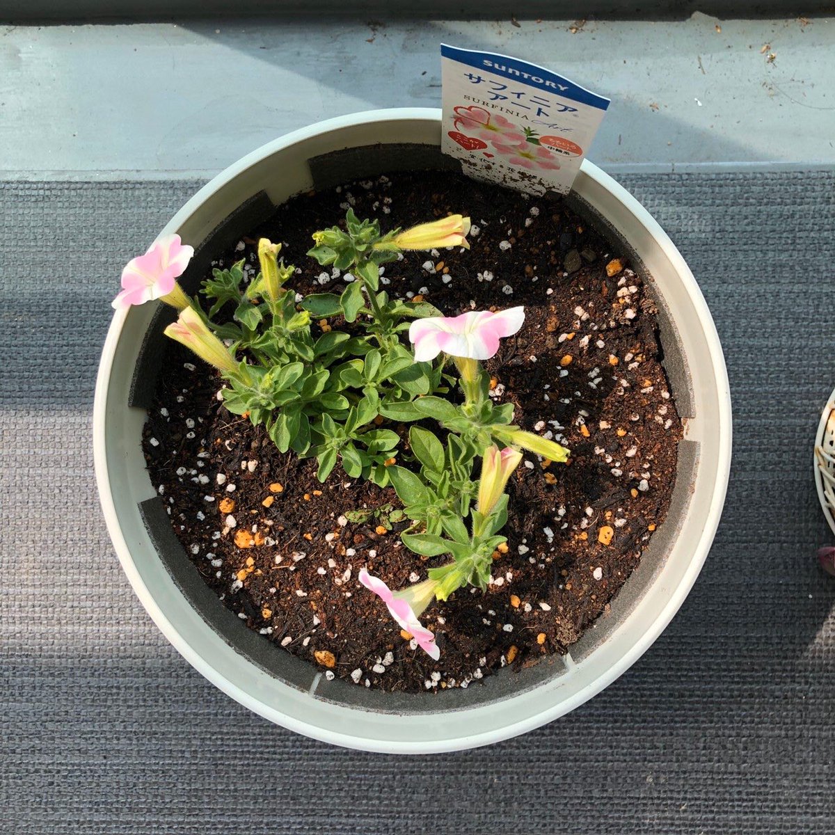 花ごころ通信 ひと鉢で大丈夫ですか ２ 3株植えたほうがいいですか 在宅勤務のスタッフ はじめてのガーデニングです 1 株をしっかり大きく育てます 花が終わったら早めに花ガラ摘みをすること液肥は週一回 報告が楽しみです サフィニア