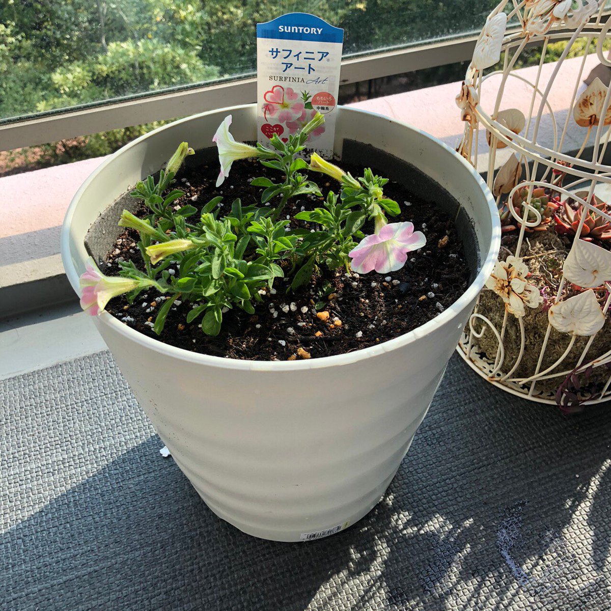 花ごころ通信 ひと鉢で大丈夫ですか ２ 3株植えたほうがいいですか 在宅勤務のスタッフ はじめてのガーデニングです 1 株をしっかり大きく育てます 花が終わったら早めに花ガラ摘みをすること液肥は週一回 報告が楽しみです サフィニア