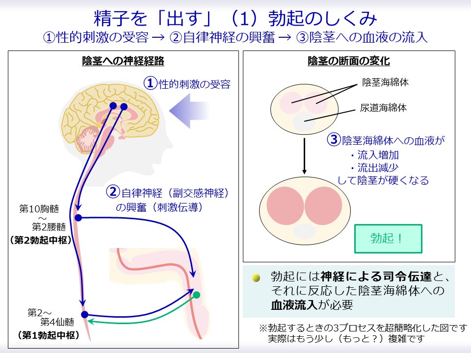 【精子を「出す」しくみ】

精子を出すには、基本的に「立つ」ことが必要

「立つ」には、
　　①性的刺激への反応（受容）
　　②「神経が」「立て」と司令を伝える
　　③「血管から」海綿体に血液が流入する
のプロセスが必要です

ポイントは、「神経」と「血管」です