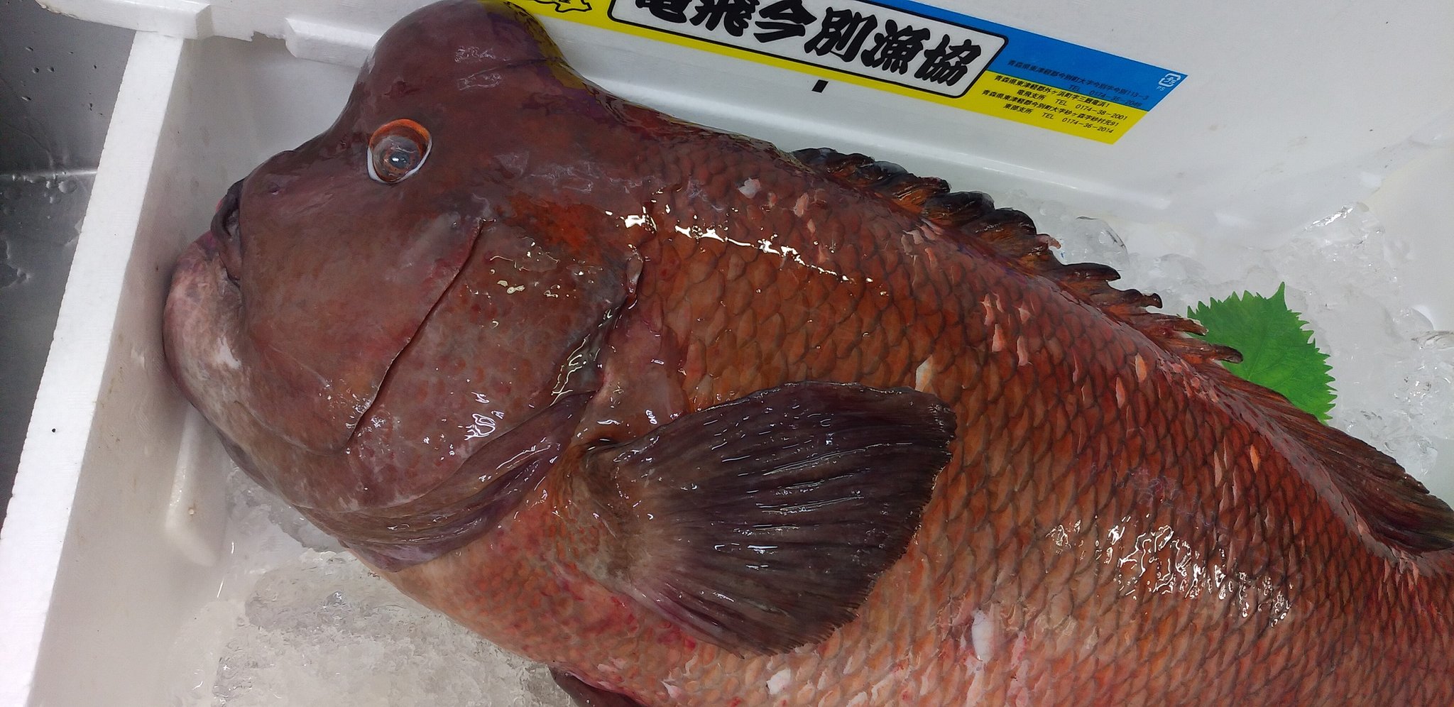 青森近海魚 青森県津軽半島先端 竜飛 今別漁協より7 3 のコブダイ 仕入れ価格は約5700円 皮引き刺身用は 298円にて販売 青森近海魚 青森県津軽半島先端 竜飛 今別漁協より7 3 のコブダイ 仕入れ価格は約5700円 皮引き刺身用は 298円にて販売