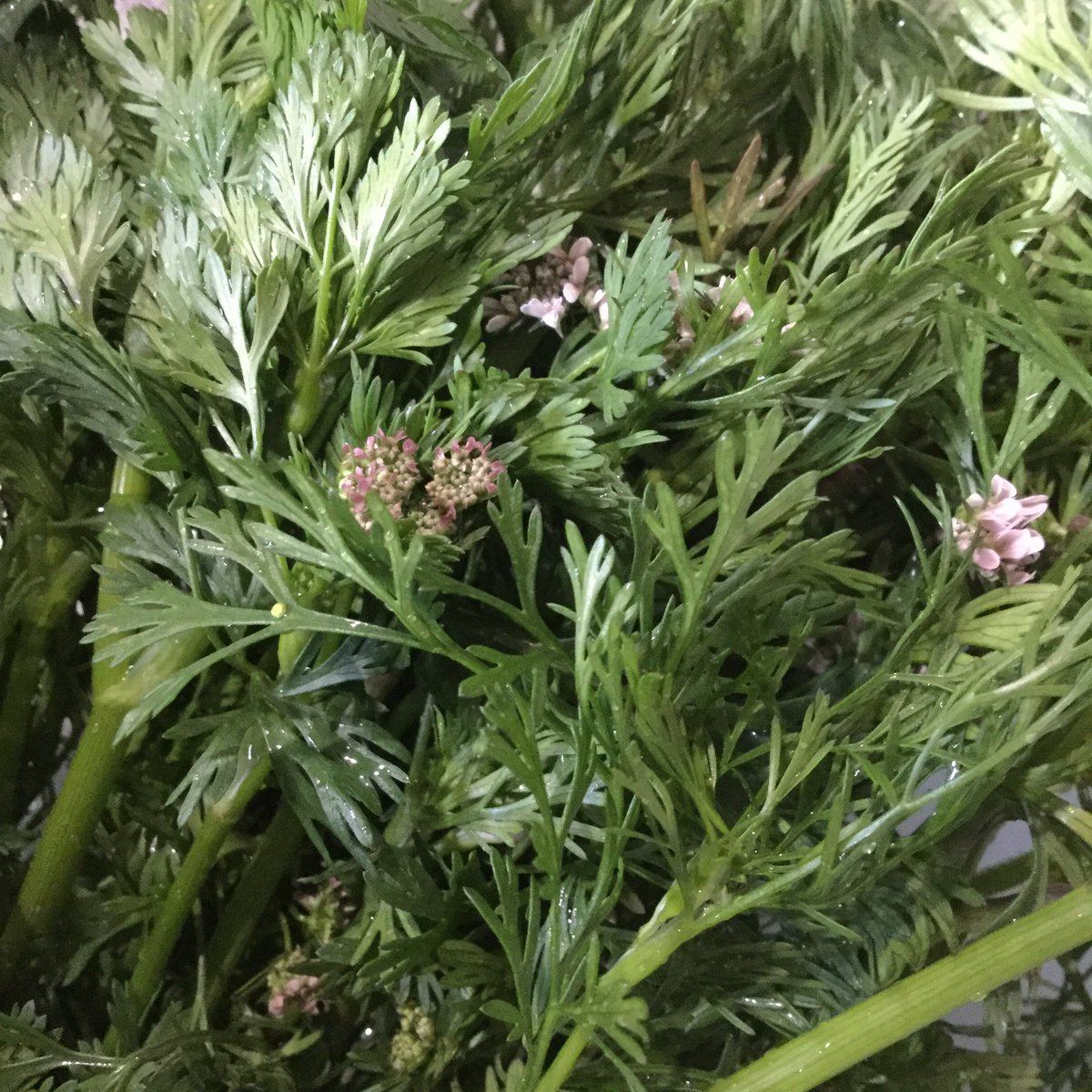 パクチーの花芽