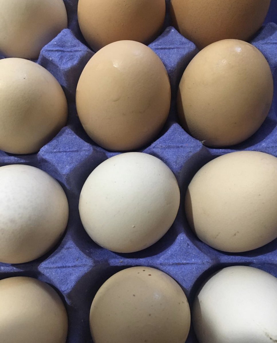 Günlük yumurtalarımız kargoya hazır 🥚🐔
.
Detaylı bilgi ve sipariş için bizi arayın📞
.
#bodrum #zeytin #zeytinyağ #tereyağ #yogurt #peynir #sabun #doğalürün #iyitarım #evdekal #organiktarım #üret #evyapımı #bodrumbel #tavuk #inek #çiftlik <a href="/BodrumBel/">Bodrum Belediyesi</a>