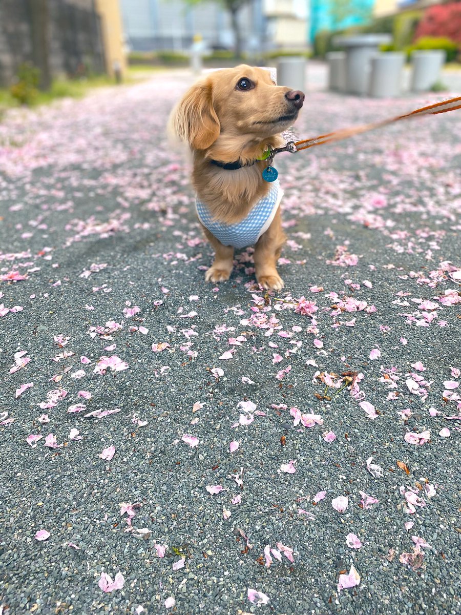 TehSv's tweet photo. 桃の花びらがいっぱい♪ https://t.co/rhiObCcXh5
