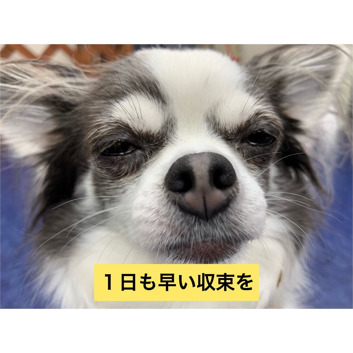 Shinamon 念じてます 看板犬チワワのサフランさん コロナに負けるな ダイビングスクール 看板犬 パトロール隊 チワワ 今日のサフラン ブルーアンドスノーダイビングスクール ライセンス取得