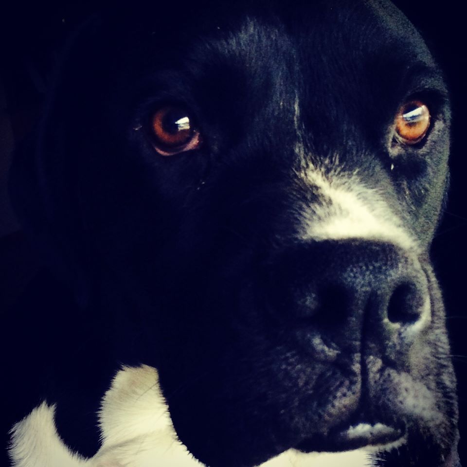 MsKimmyThompson's tweet photo. I love this good boy. It's funny. We think our pets depend on us, but so many times we depend on them. ❤️
#Apollo #BoxerMastiff https://t.co/9PcAmershL