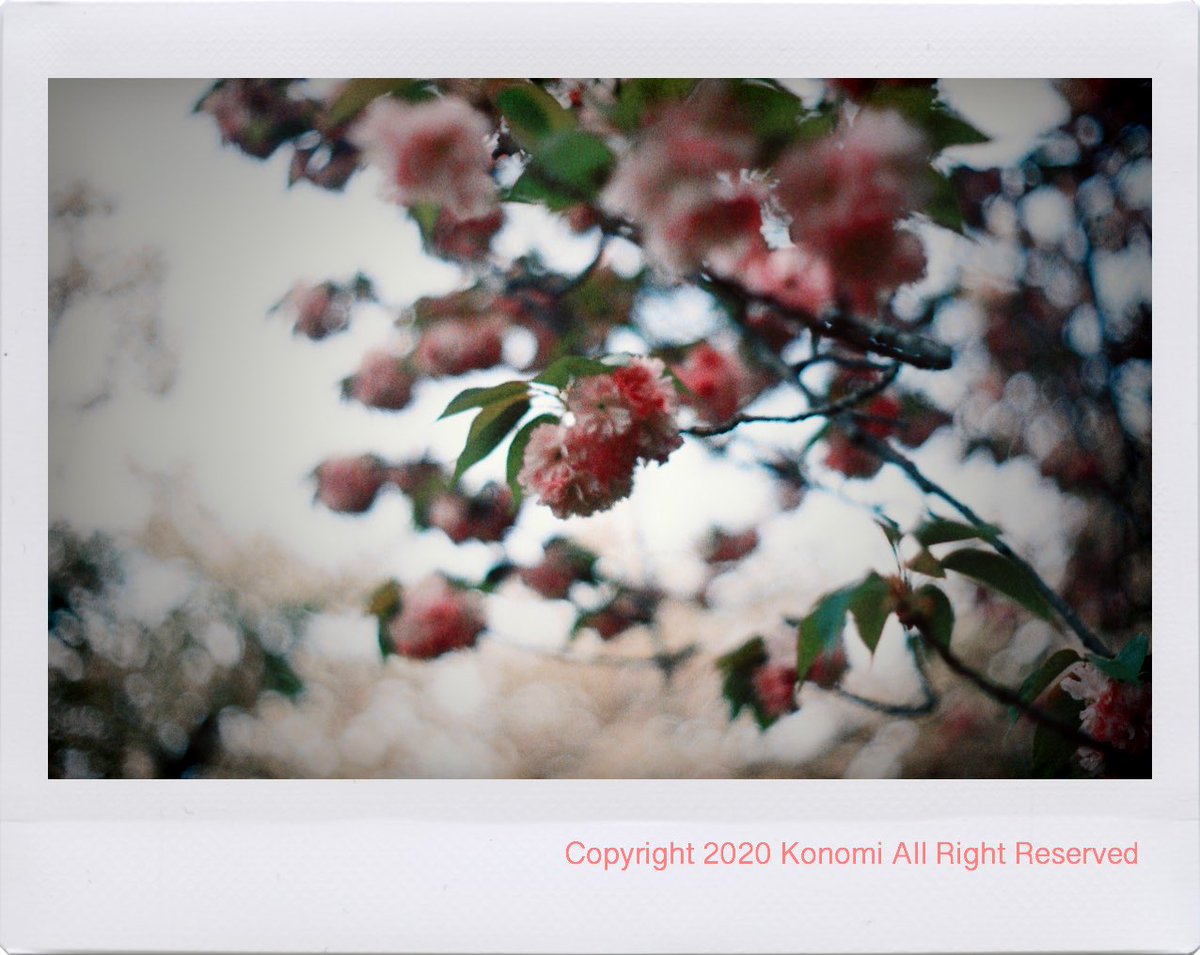 lotuskonomi's tweet photo. #film #PELLIX #Kodak https://t.co/lqfeyZKrDD