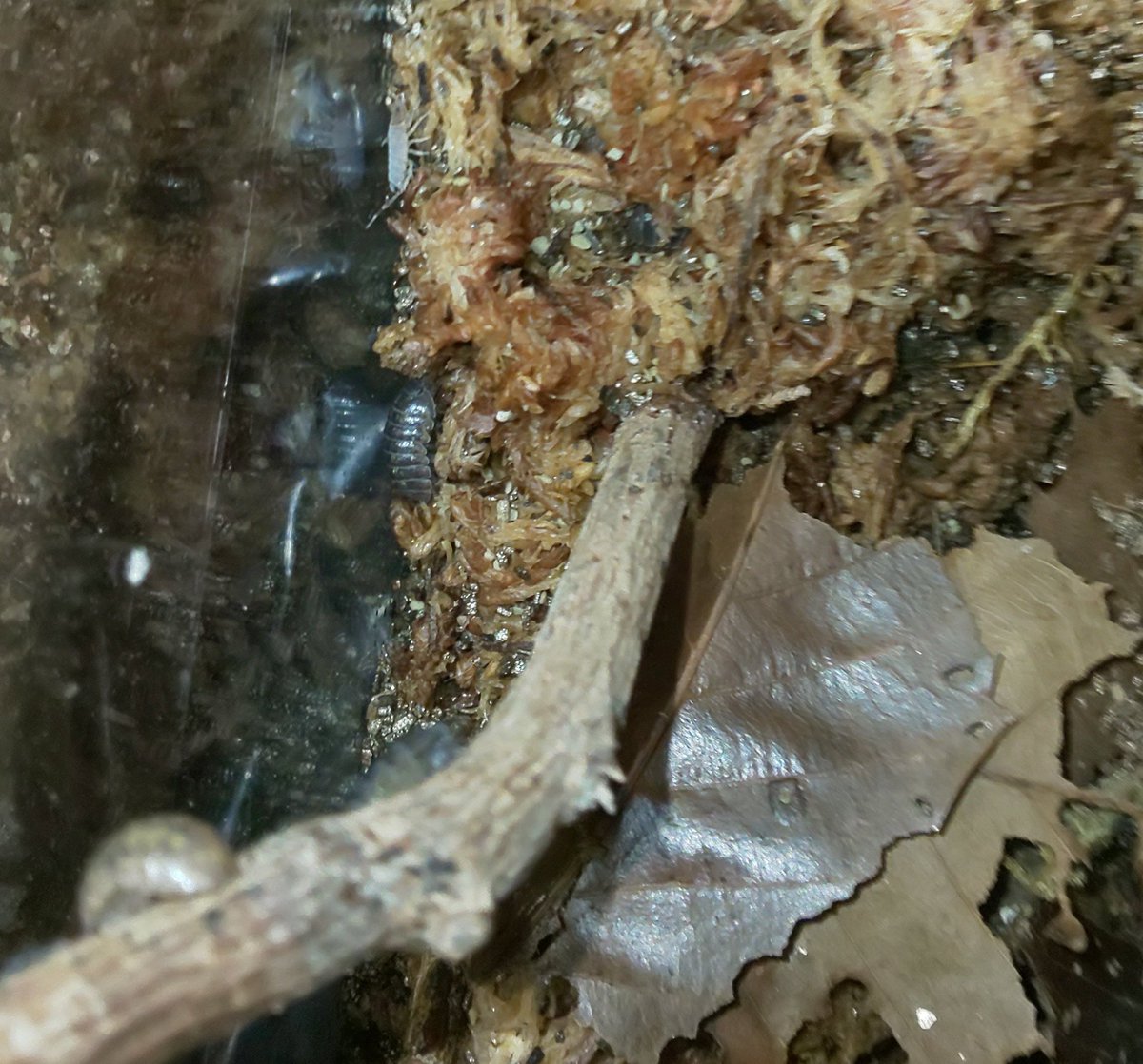 れも と ノメル れもとだんごむし ワラダン 長いこと 初心者だろお前 餌に生える綿カビに悩まされてきましたが 揚げ物カップに 昆虫マットのダニ避け脱臭剤 ゼオライトとヤシガラ活性炭 をこれでもかと入れ その上に餌を置くことで一応解決しま
