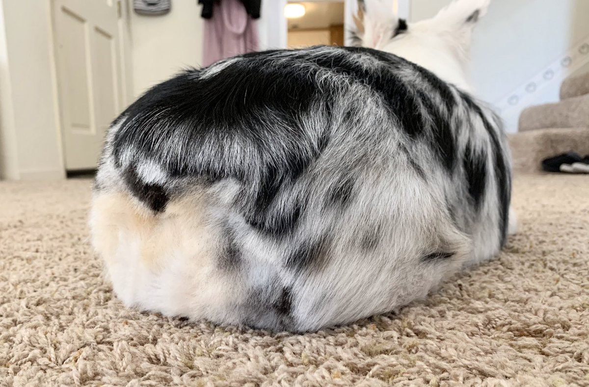 Corgi butt? Or loaf of Oreo bread? The world may never know 🍞