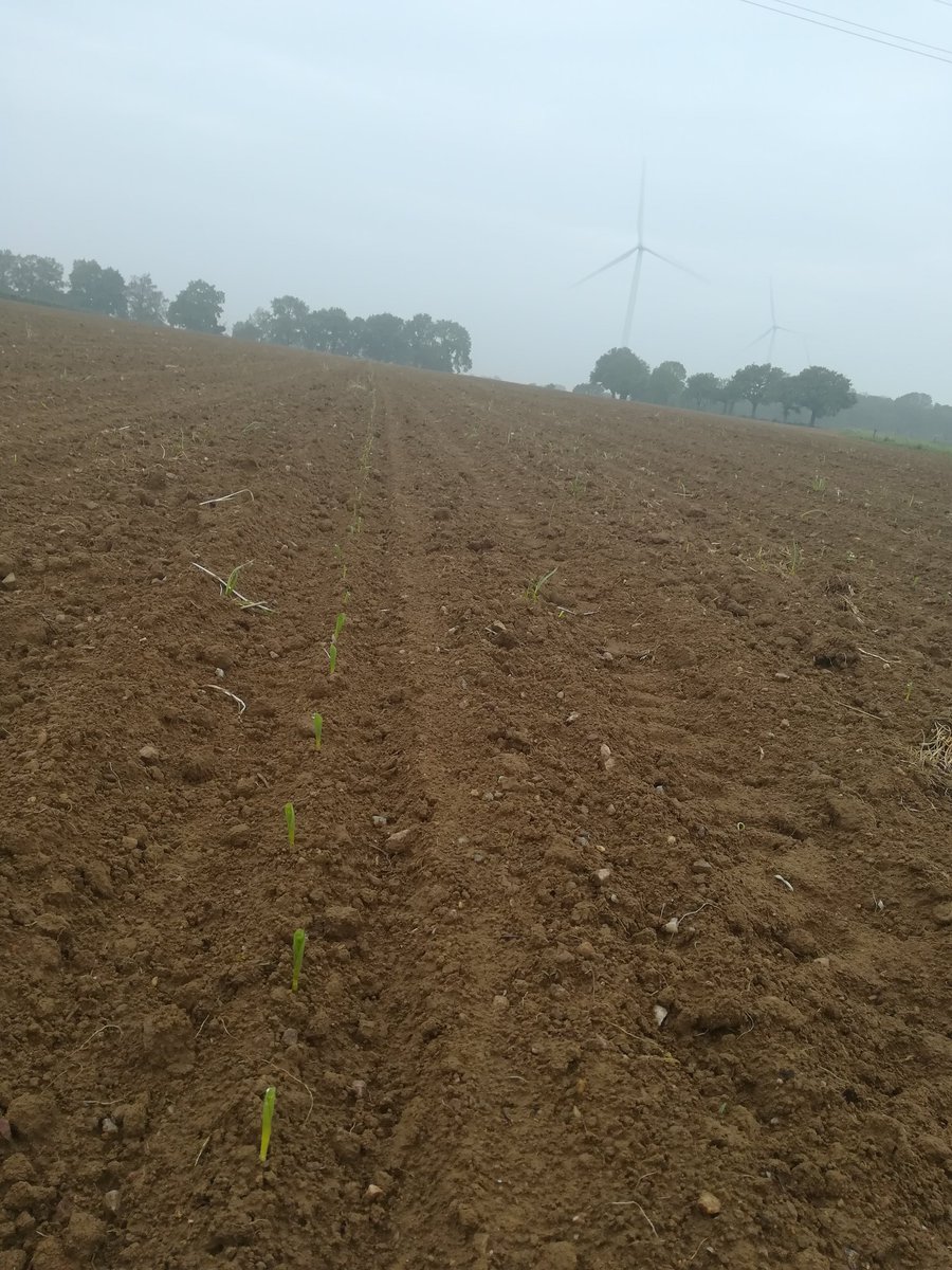TBaumard's tweet photo. Après un peu plus de 8 jours du semis voici notre future maïs ensilage qui va nourrir mes vaches. Après 17 MM depuis hier cela va lui permettre de bien démarrer. #CeuxQuiFontLeLait #plaisird'êtreéleveur, https://t.co/fQjCPTAaWv