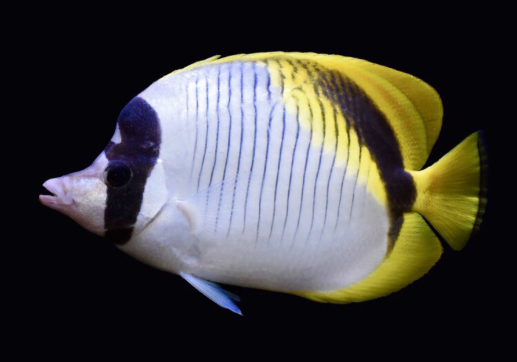 Let’s play  #RateThatFish, starting with some butterflyfishes. I’ll give them a score from 0-10. First up, Chaetodon lineolatus, a tired, uninspired yellow and white butterflyfish. Perfect if you want to look like the other 50,000 with the same color scheme. 2/10.