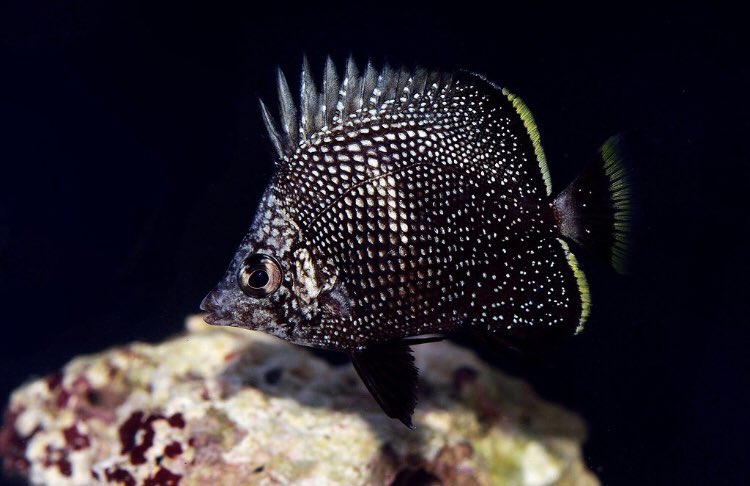Some might say this fish is heinous. Some will even call it grotesque. But those steel cut dorsal fin spines? Them aluminium scales and nickel head? This positively METAL butterflyfish scores a solid 8.5/10.