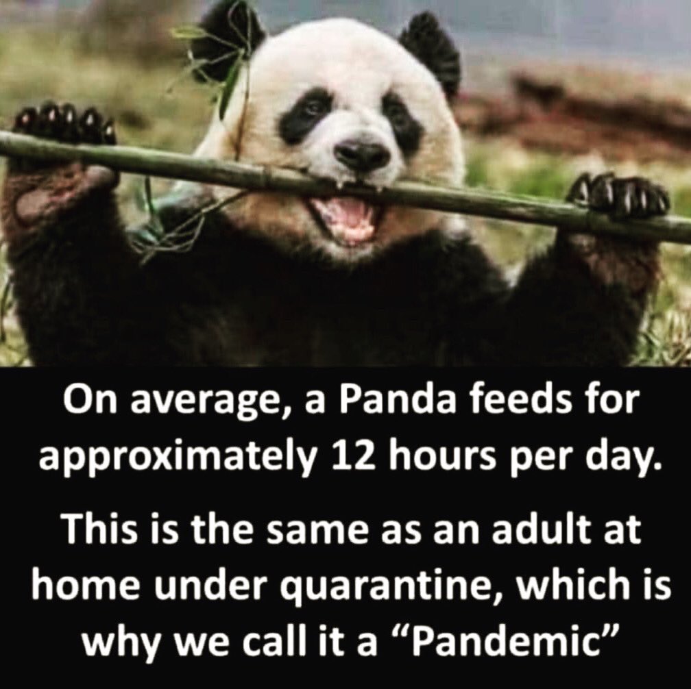 HeritageLeague's tweet image. Starting the week with our very own Pandas 🐼 from Heritage League! Brilliant! “We would have done a post showing us fitness training but as you can see we are very busy training” 🤣 #missingnetball #heritagenetballleague #pandas #mondayvibes 😝