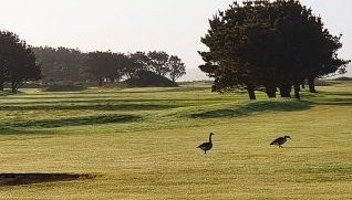 Good Morning! #Cornwall #golf #isolation <a href="/EnglandGolf/">England Golf</a>