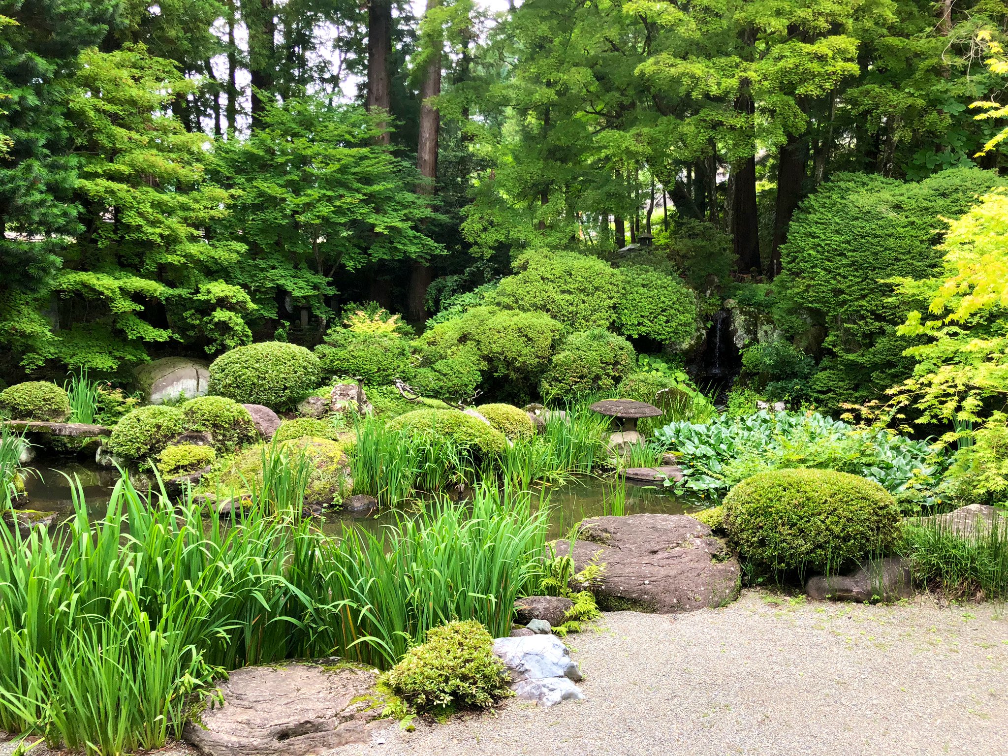 jardin-avec-piscine-banc-bois-vegetation-abondante