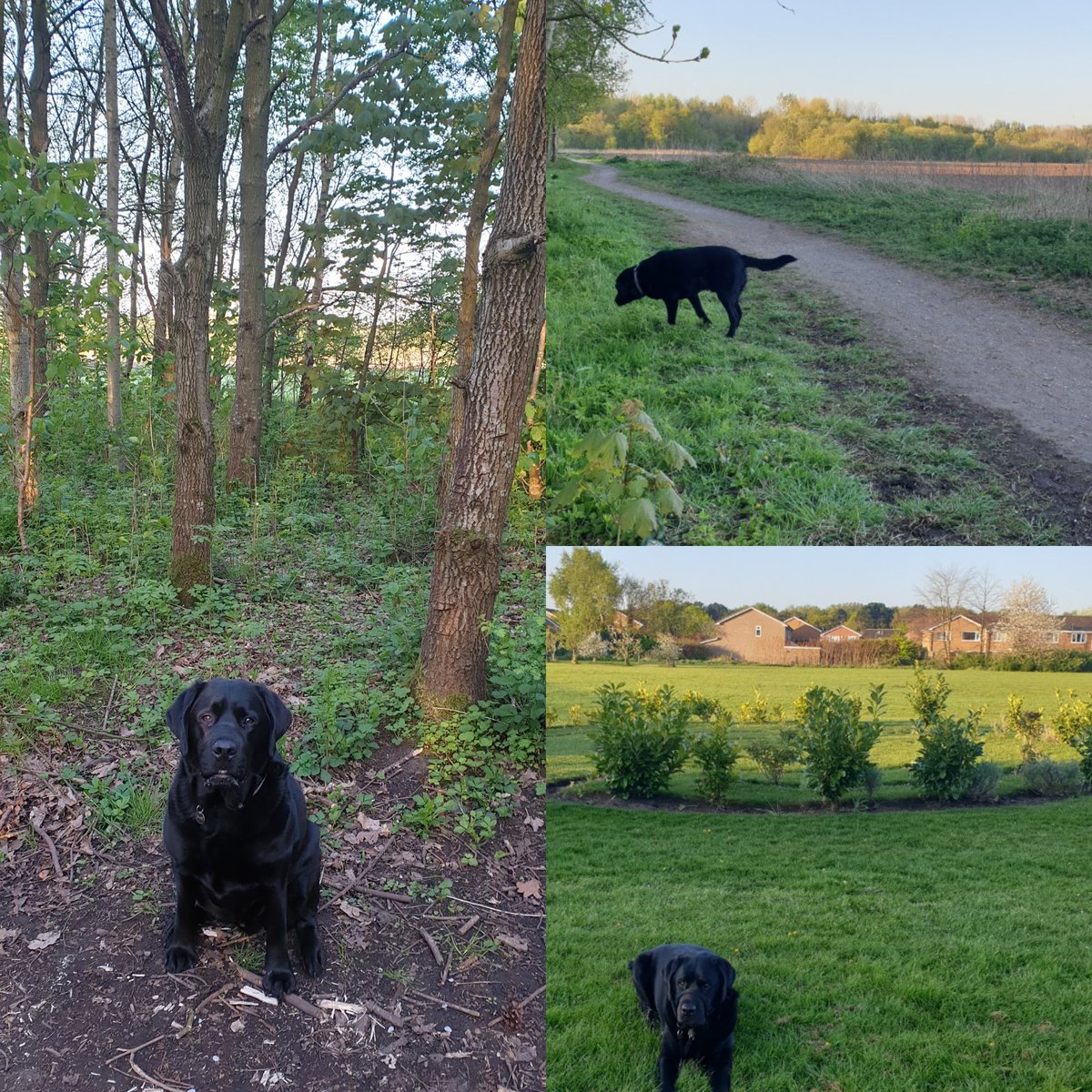 Early walk with FHJamie this beautiful morning. So lucky to have all this on our doorstep <a href="/FriendsMoss/">Friends of Carrington Moss 💚🌳🐾🚴‍♀️🐴🚶‍♂️💚</a> <a href="/DainewellPark/">Friends of Dainewell Park</a>