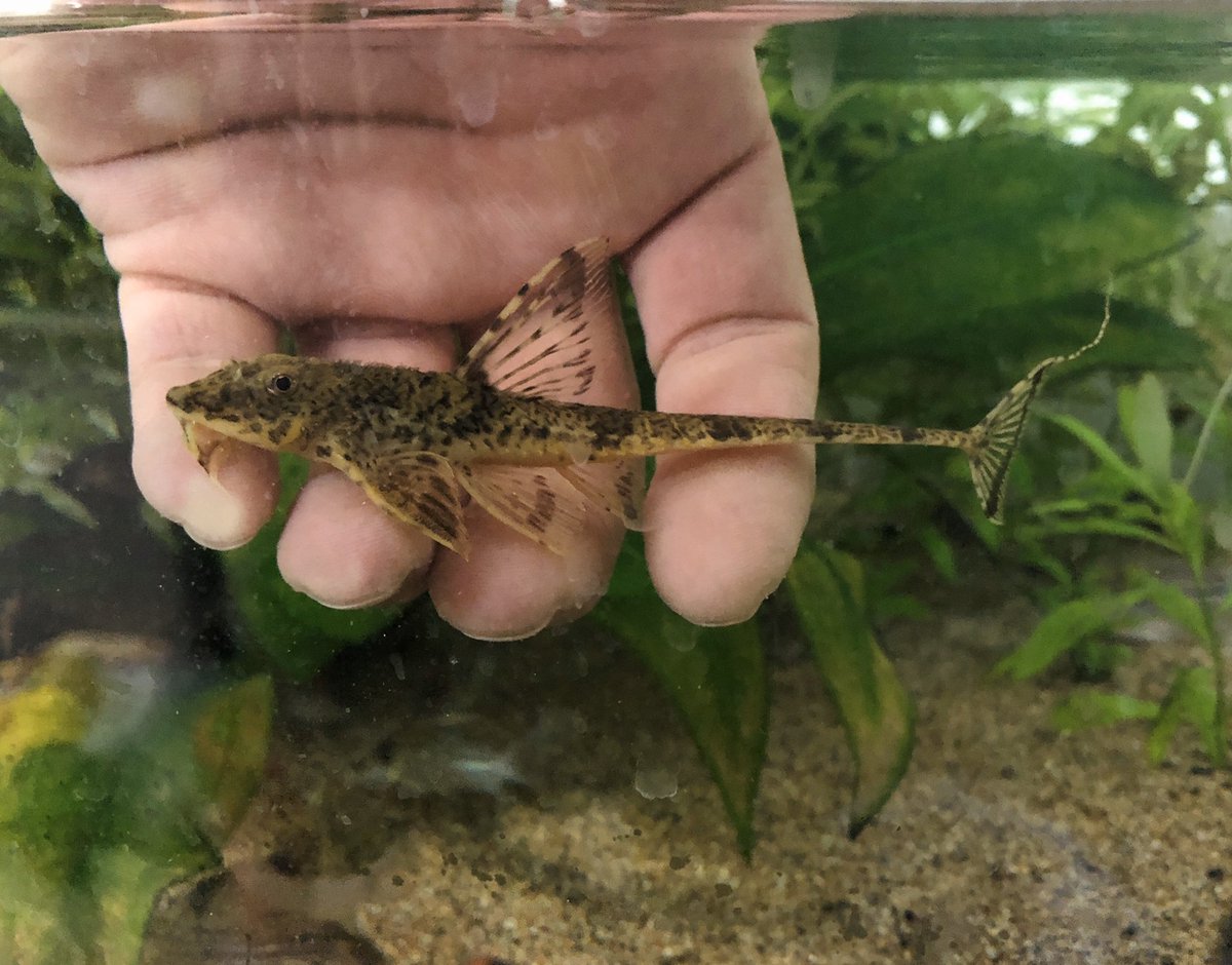 アクアライフ山田 38 タコ 近所の海で掴まえたのを一時飼ってた 人馴れしすぎて 近づくとフタの隙間から腕を伸ばしたり水を吹いて餌をねだってくるせいで水槽周りが塩まみれに 危険と判断してリリース 知らない一面を知れたのはある意味良かった アクアライフ山田 38 タコ 近所の海で掴まえたのを一時飼ってた 人馴れしすぎて 近づくとフタの隙間から腕を伸ばしたり水を吹いて餌をねだってくるせいで水槽周りが塩まみれに 危険と判断してリリース 知らない一面を知れたのはある意味良かった
