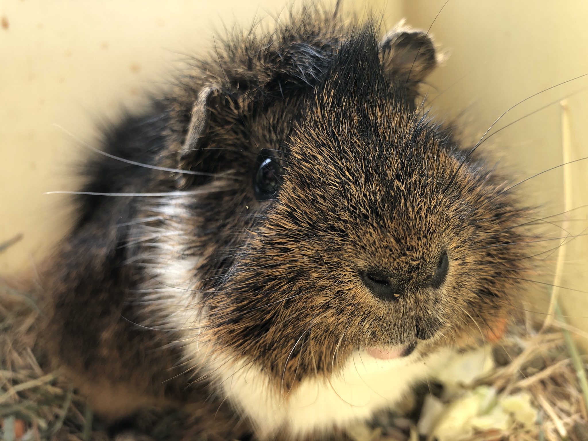 須坂市動物園 公式 モルモットは生殖器の他にも 簡単にオスとメスを見分ける事が出来るんですよ さて それはどこでしょう ヒントは食べたら必ず出る お顔で分かる人は凄いです 須坂市 須坂市動物園 須坂市動物園クイズ