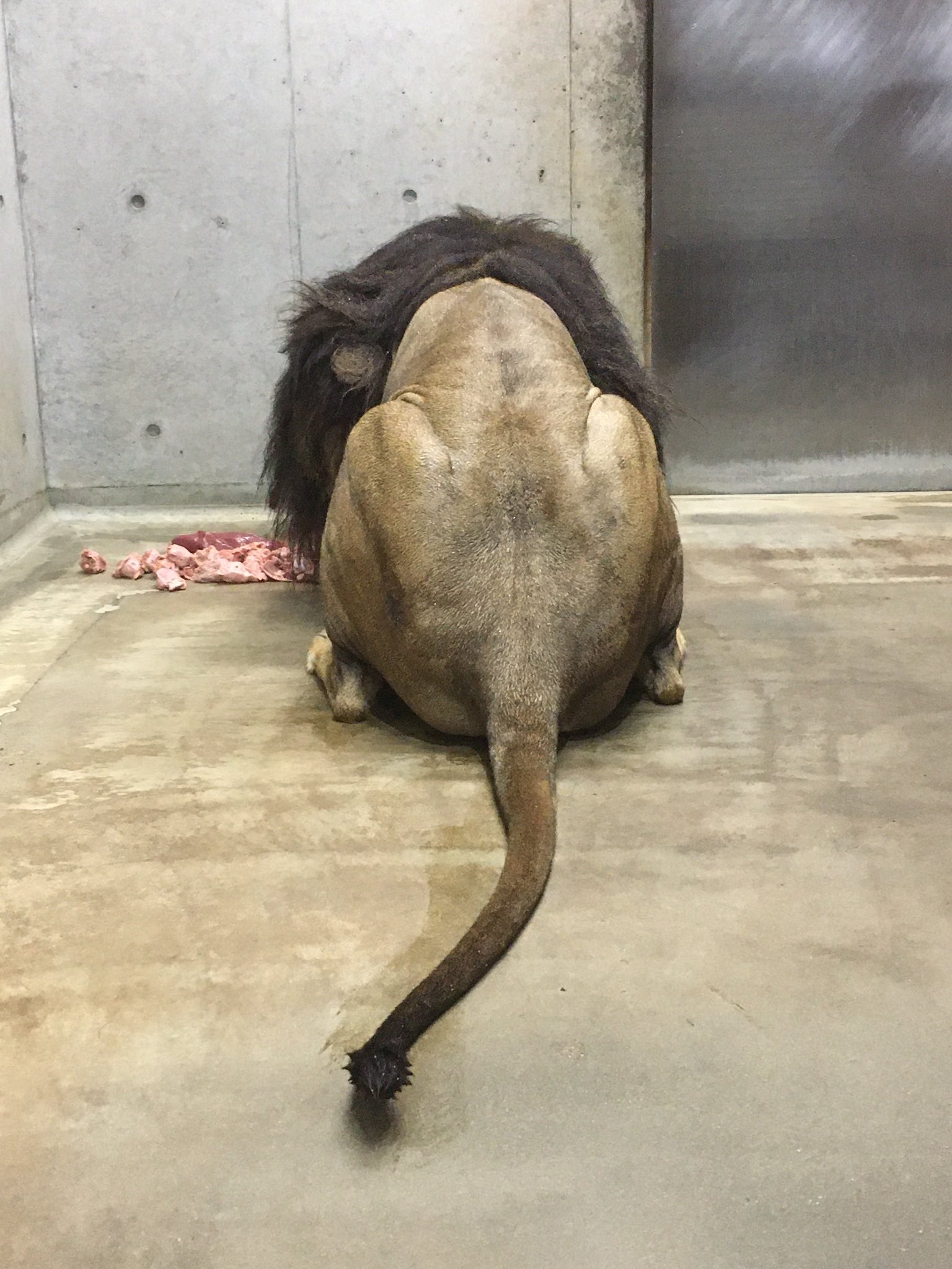 千葉市動物公園 公式 ライオン アレン の後ろ姿 伸びてきたら飼育担当者がバリカンで刈っている って思っている方いませんか 無理ですっ 飼二 Chibazoo 休園中の動物園水族館 T Co Ejc1seyutb Twitter
