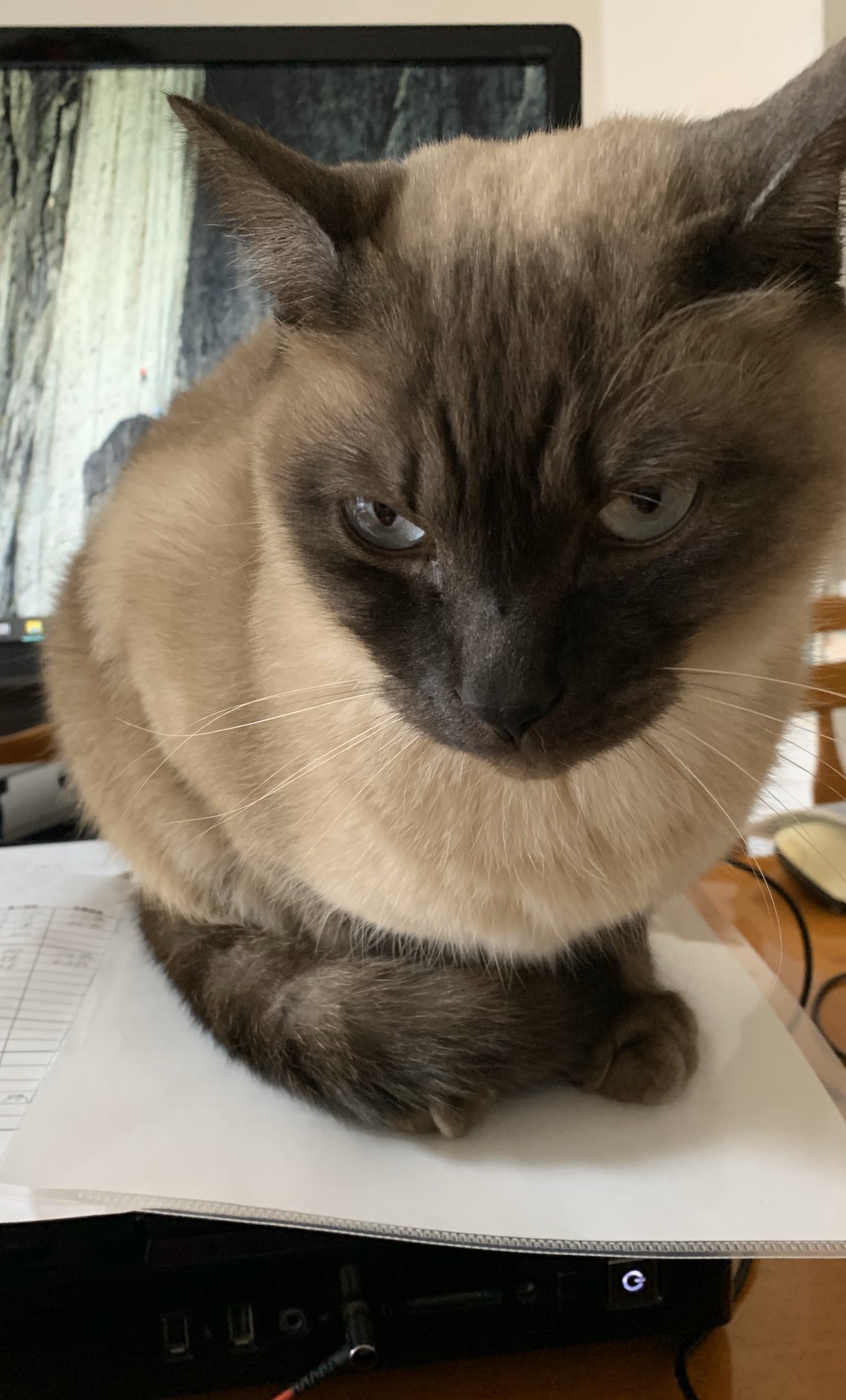 居座る猫 Twitter Search Twitter