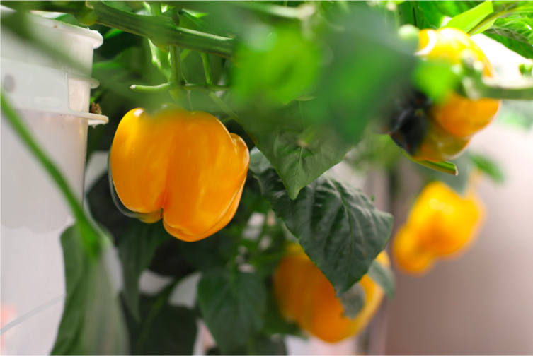 #MondayBlues? Well here’s wishing you a little pep in your step!