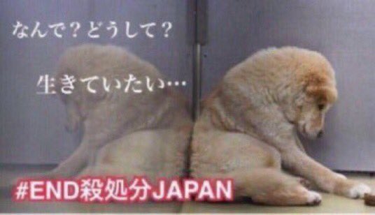 ⭐️MIYABI⭐️ tweet media