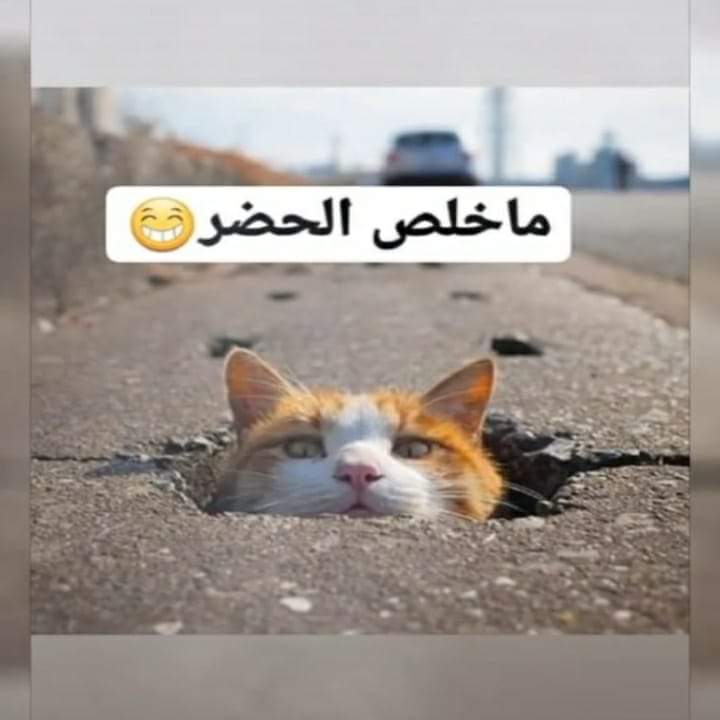 ComRgo's tweet image. 