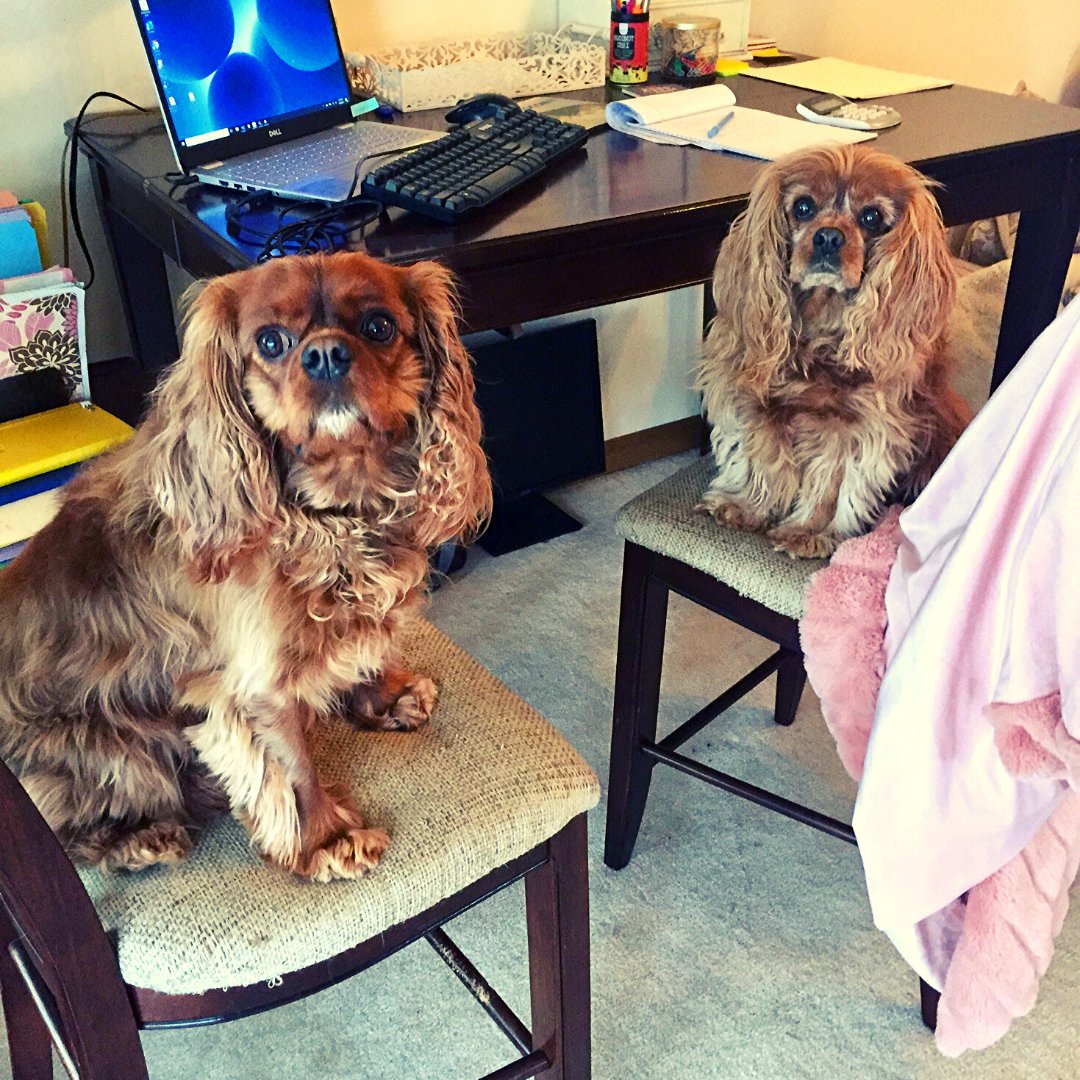 Rise and SHINE - it's MONDAY! 
⠀
The pups are up and at 'em, ready to tackle the day.⠀
⠀
Who's with them? ⠀
⠀
#PetsThatWork