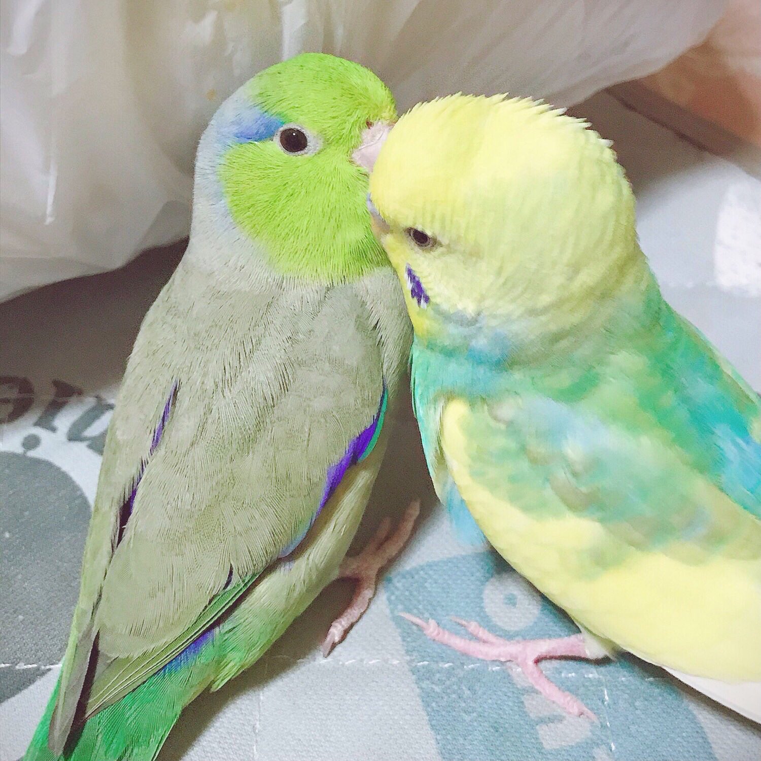 みほ 今日も仲良し インコ マメルリハ セキセイインコ T Co Kxrijpnjb9 Twitter