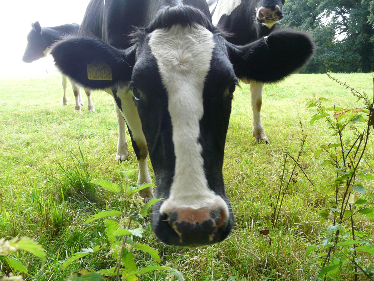 CarswellCottage's tweet photo. We’re in the farm office working to the sound of cows mooing, beautiful birdsong &amp; the occasional startled pheasant. It’s very therapeutic 🐄 #workingfarm #organicdairyfarm #farmholidays #devon #devonfarms https://t.co/Aesv9h5Wk3