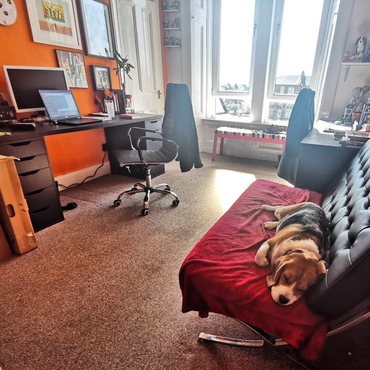 Pablo's been my wee office buddy this morning. 
#beagle #beaglepuppy #beaglesofglasgow #houndsofglasgow #hounddog #dogsofglasgow  #snoozles #familypack #monsterpups #wfh #homeworking #covid19 #coronavirus #lockdown #LockdownPups