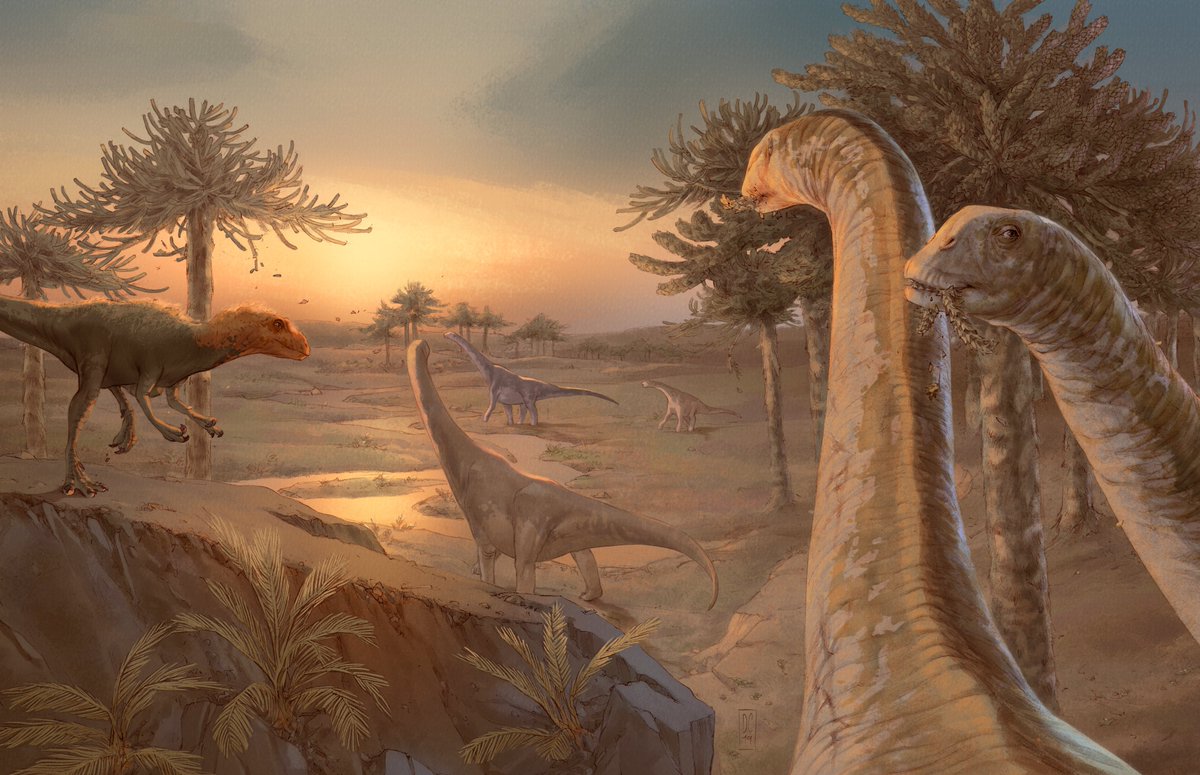 Is the key to  #sauropod neck position and high browsing capabilities in their butts (actually, their sacra)? Today, we publish  @SciReports how sacra may be key in sauropod evolution.  #Paleoart:  #Spinophorosaurus and indet.  #theropod by Diego Cobo.  #thread  #science  #paleo 1/n