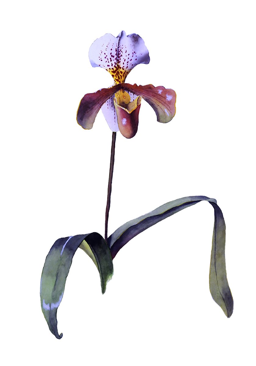 ScottWmSimmons's tweet photo. Added prints of these two #paphiopedilum #orchids I created to my #Etsy #Shop
https://t.co/I3Ul3xHZ4e
#shopetsy #etsyshop #shoplocal #forsale #artist #artistslife #painterslife #buyart #pvdartist #botanical #floral #ladyslipper #plant #pvdartist #pvdlife #Illustrate #PACartist https://t.co/ex62s84tpi
