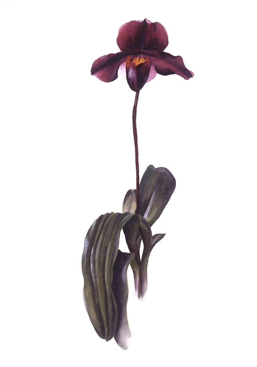 ScottWmSimmons's tweet photo. Added prints of these two #paphiopedilum #orchids I created to my #Etsy #Shop
https://t.co/I3Ul3xHZ4e
#shopetsy #etsyshop #shoplocal #forsale #artist #artistslife #painterslife #buyart #pvdartist #botanical #floral #ladyslipper #plant #pvdartist #pvdlife #Illustrate #PACartist https://t.co/ex62s84tpi