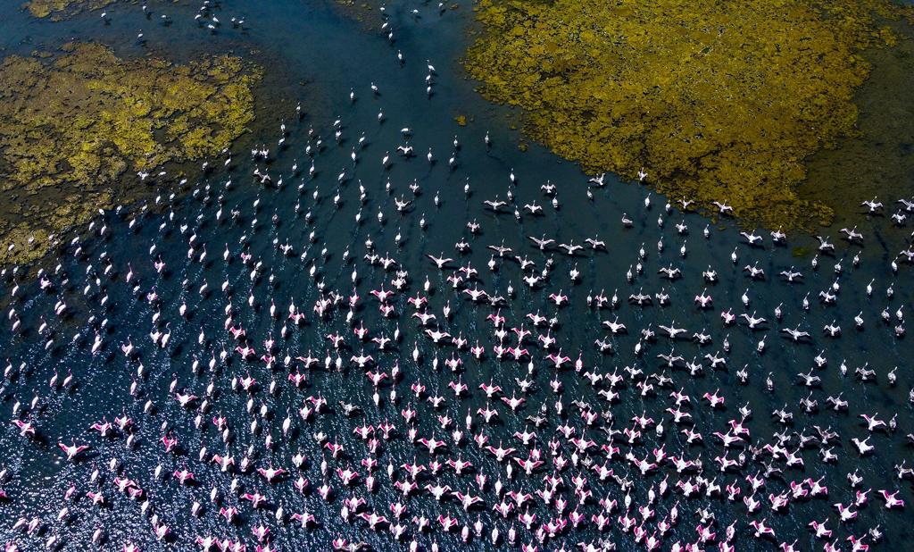 praful_patel's tweet photo. Beautiful gifts of Mother Nature.
A sight to behold, migratory Flamingos seen in large numbers at Navi Mumbai.

#MondayVibes #Flamingos #beautifulview #nature https://t.co/miyEtDGM3v