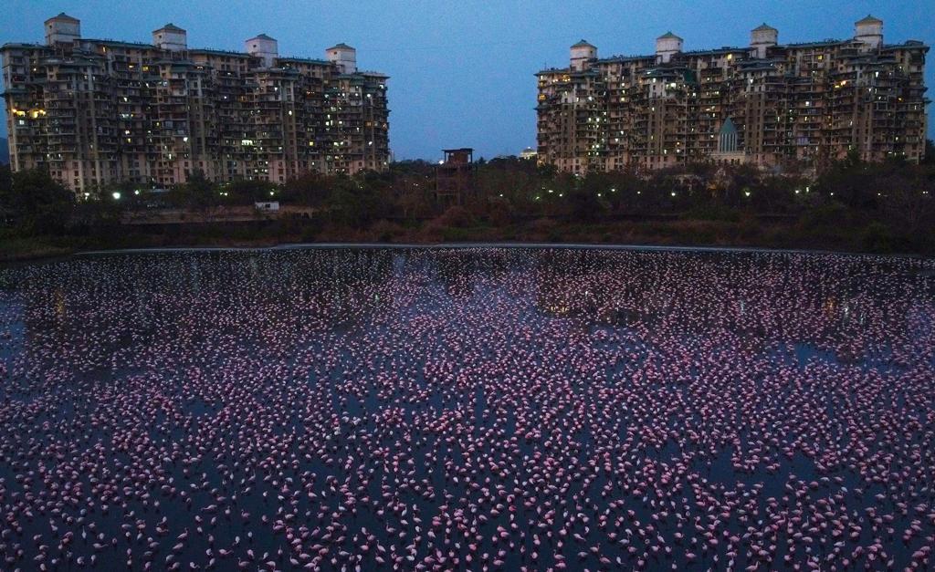 praful_patel's tweet photo. Beautiful gifts of Mother Nature.
A sight to behold, migratory Flamingos seen in large numbers at Navi Mumbai.

#MondayVibes #Flamingos #beautifulview #nature https://t.co/miyEtDGM3v