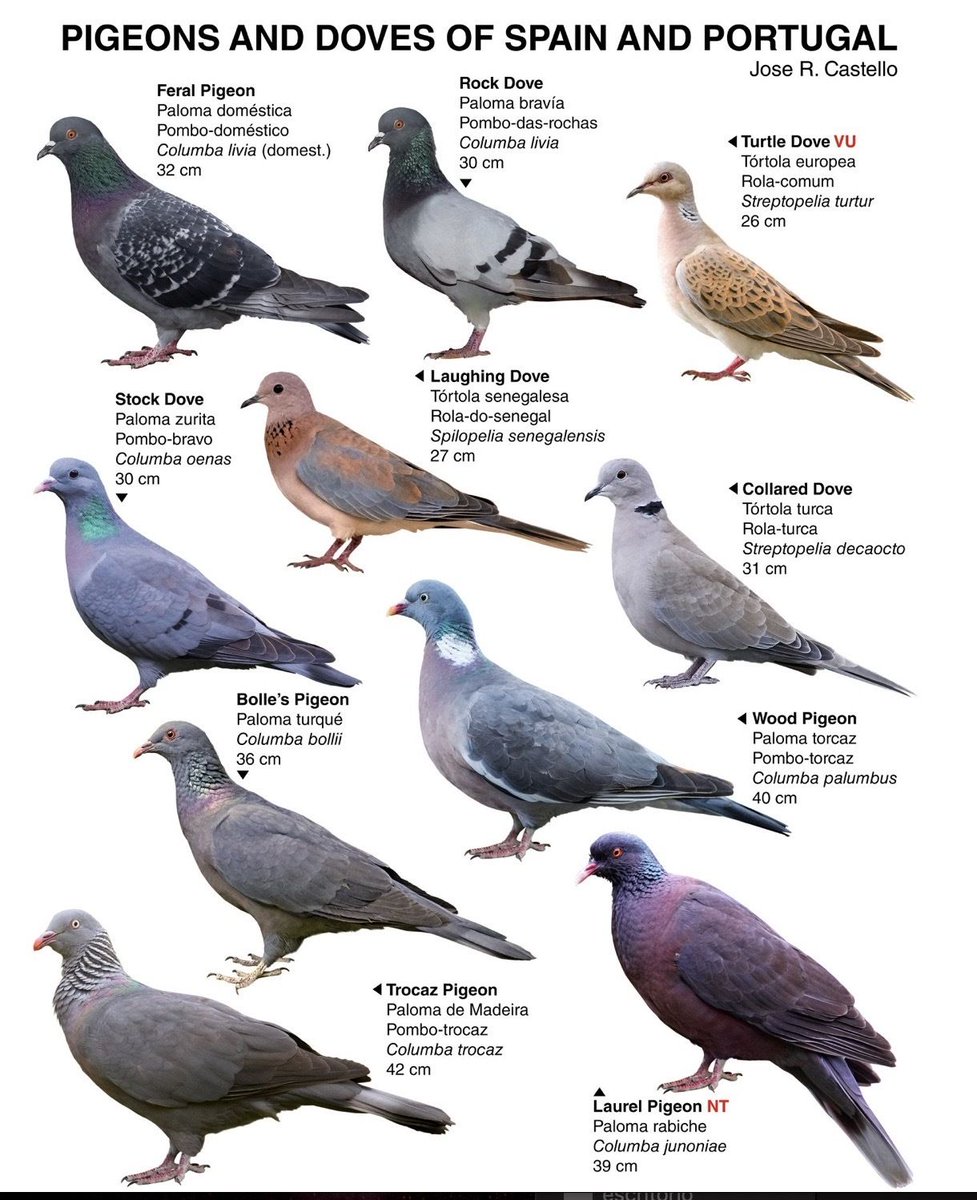 nosoyplaga's tweet photo. Conoce a nuestras palomas 😊
Son fauna, no plaga.
Foto: Corazón de Paloma Ciudad Real https://t.co/n538e0ZNiG