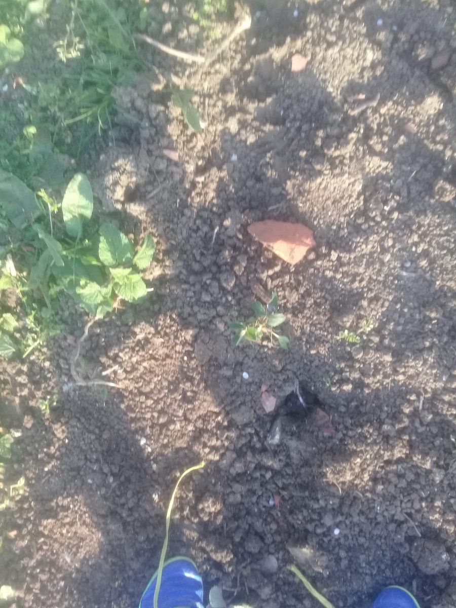 Okulumuzdaki bahçemize çileklerimizi ektik çocuklarımız döndüklerinde çileklerimizin tadına bakabilecekler #okulumuoezledim <a href="/ziyaselcuk/">Ziya Selçuk</a> <a href="/CoskunESEN57/">Coşkun ESEN</a> <a href="/sztrl/">sezai tural</a>