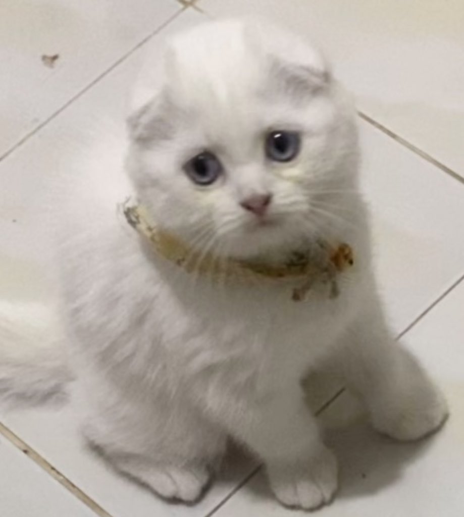 มังมีผีเฉื้อ ผีเฉื้อก็บินบินมาใช่มะ ละหนุก็บอกผีเฉื้อกลับบ้านนะ มืดแน้ว เด๋วอุนแม่ดุนะ ละก็เพล้ง ผีเฉื้อชนแก้วแตกเนย