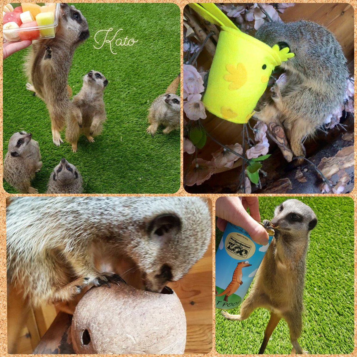 MammyMeerkat's tweet photo. 🐾 Meerkat Monday 🐾

#meerkatmonday #meerkat #kato #katopop #Parkour #meerkat #MondayMotivation #lockdown #StayHome #StaySafeStayHome https://t.co/vZ8GbdcmmN